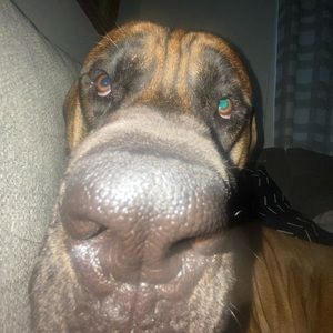 Meet your Posher, Carter